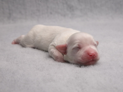 Bichon Havanais hvalpe - Kennel Miki Nanoq